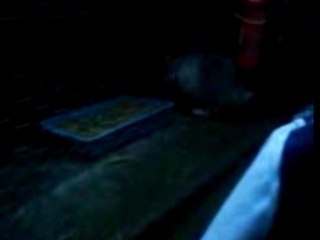 Arther the funny flower pot rabbit