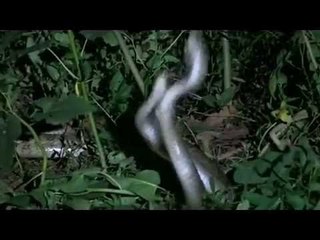 Snake Mating real footage