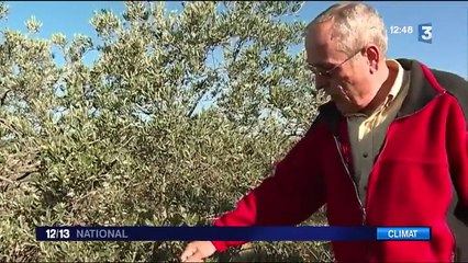 France : la production d'huile d'olive s'annonce faible