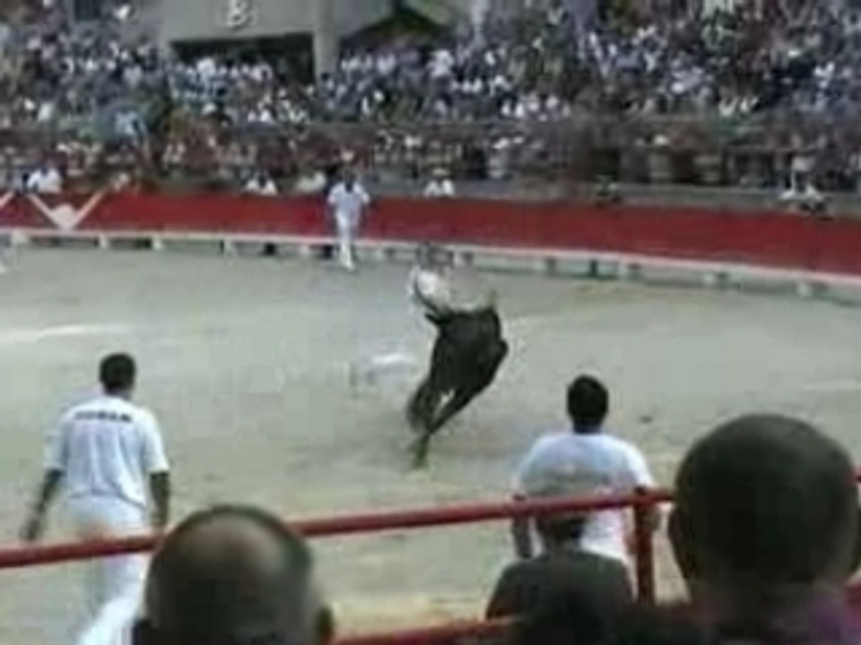 Courses camarguaises