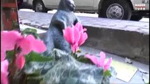 A Istanbul, un chat immortalisé dans le bronze