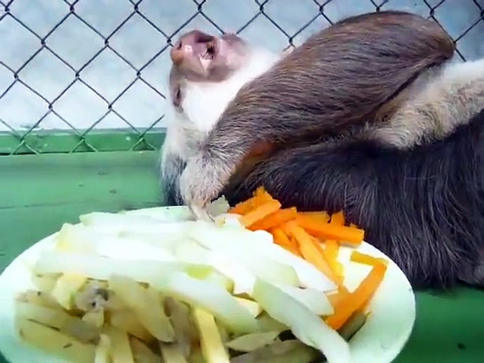 QUE VIDA BOA DE UMA PREGUIÇA