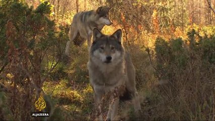 Norway: Cull debate rages over killing wolves