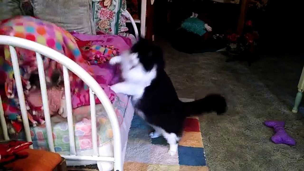 Funniest Cats Dogs Bloopers of 2016 (Funny Clips Fail Montage)