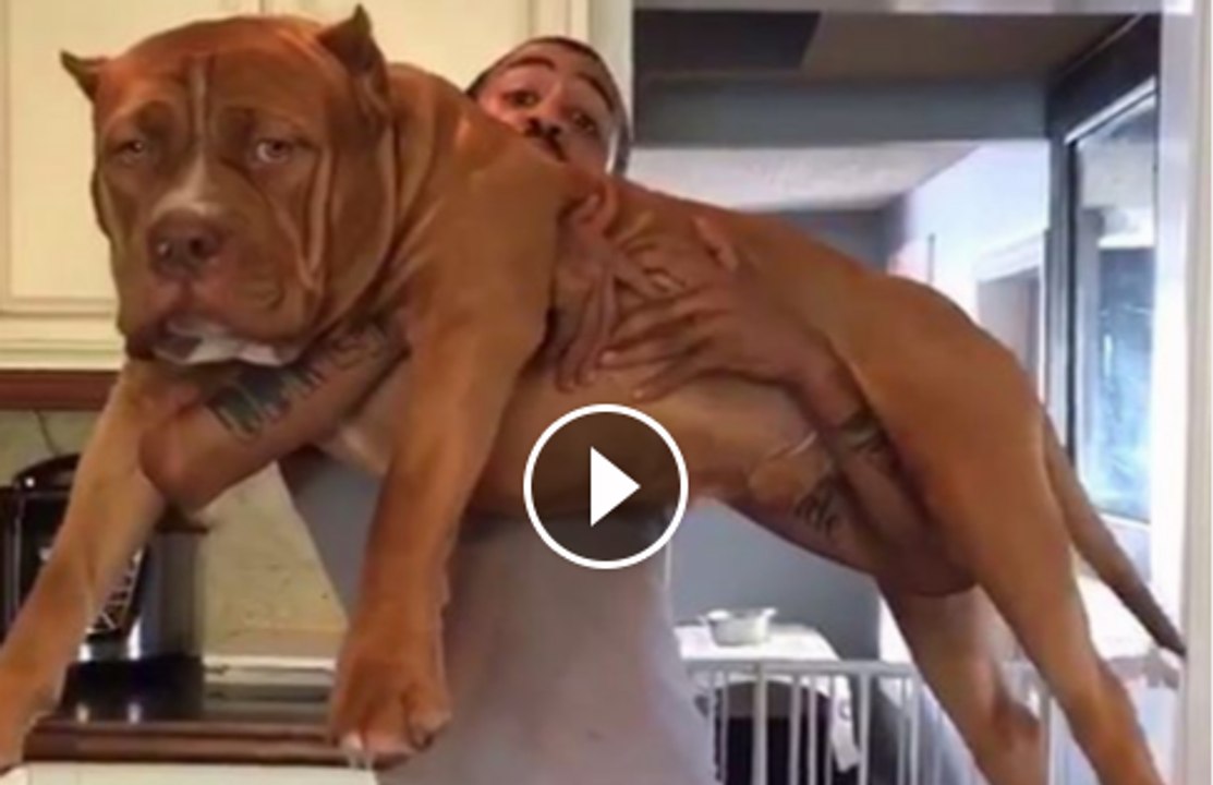 These type of  puppies are absolutely massive