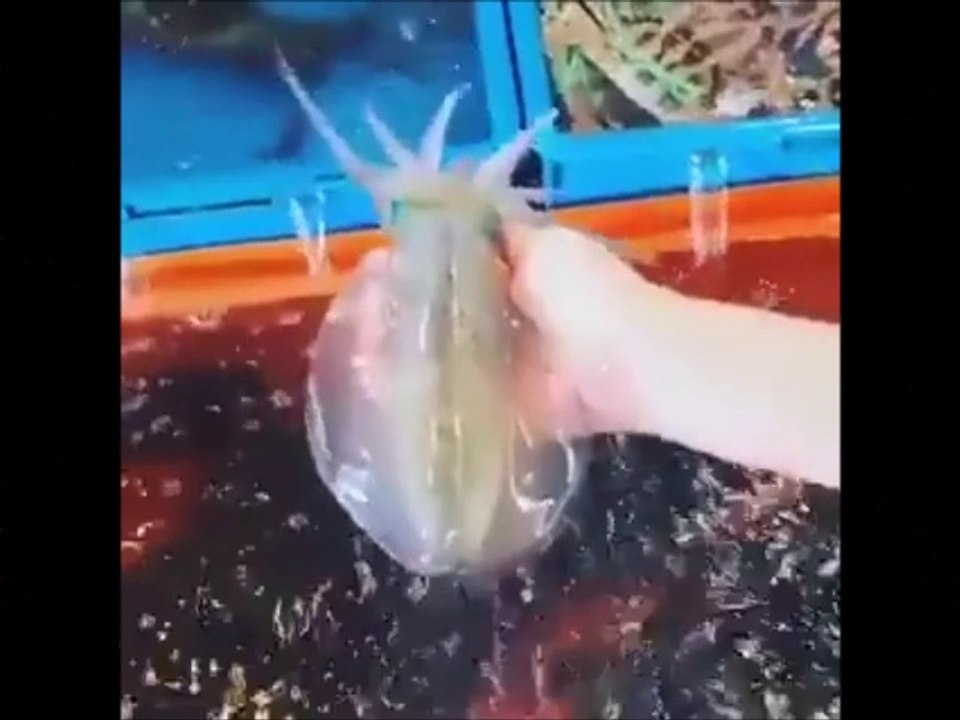 Miraculous Creature of ALLAH