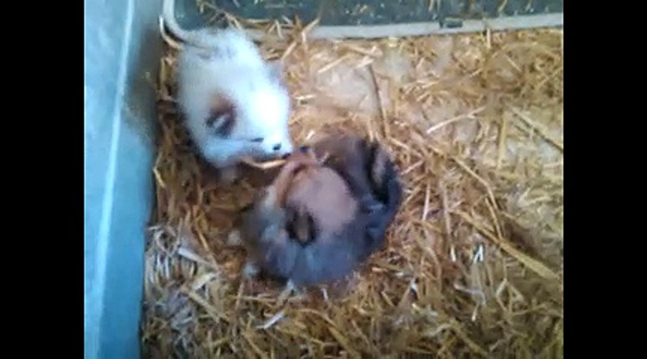 Chiots spitzs nés le 17 Aout