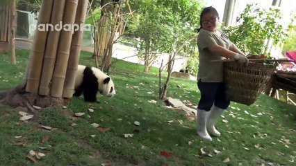 Cute！What did panda do when zookeeper cleaning the leaves