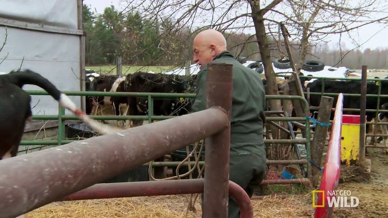 That Was Not a Calving - The Incredible Dr. Pol