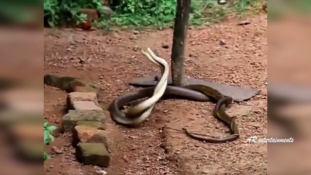 Latest Most Viral Whatsapp Funny Videos | Snake Vs Snake | AR Entertainments