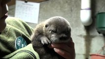 Ce bébé loutre fait ses premiers pas après sa naissance dans un zoo