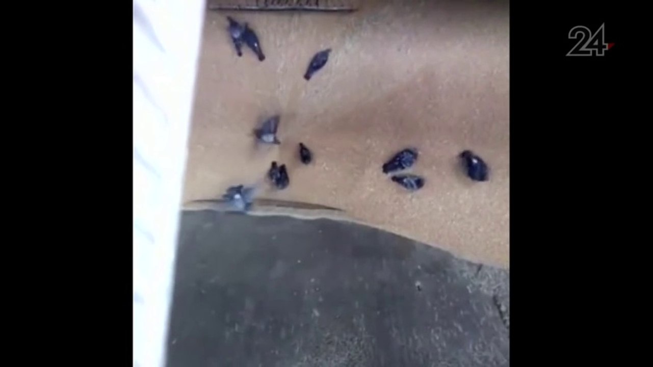 Des pigeons avalés avec le blé dans cette usine...