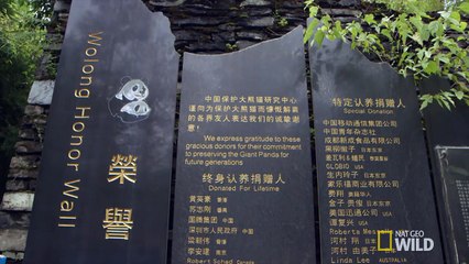 Undercover Pandas - Mission Critical