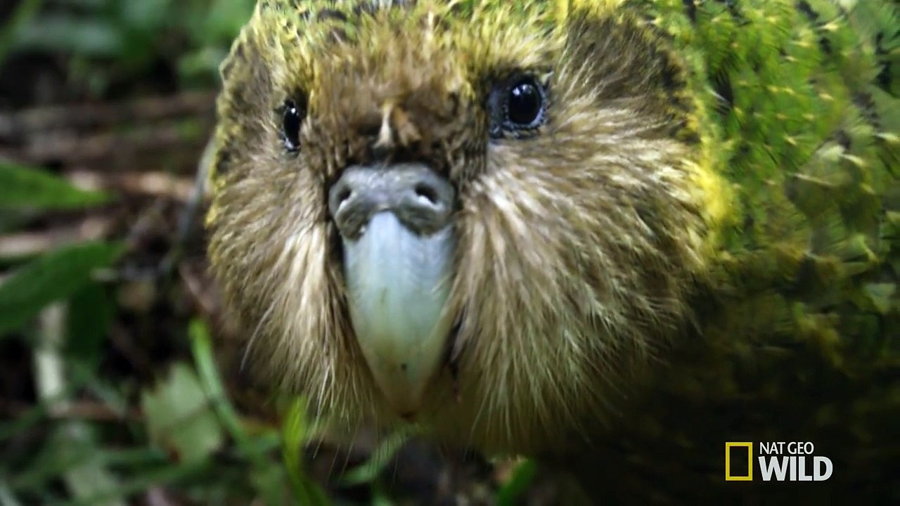 Official Trailer - Wild New Zealand