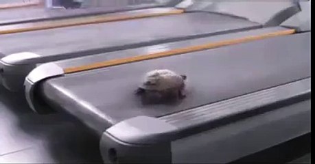 don't underestimate the power of turtles