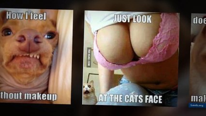 Dog funny face meme Funny pet animals compilation