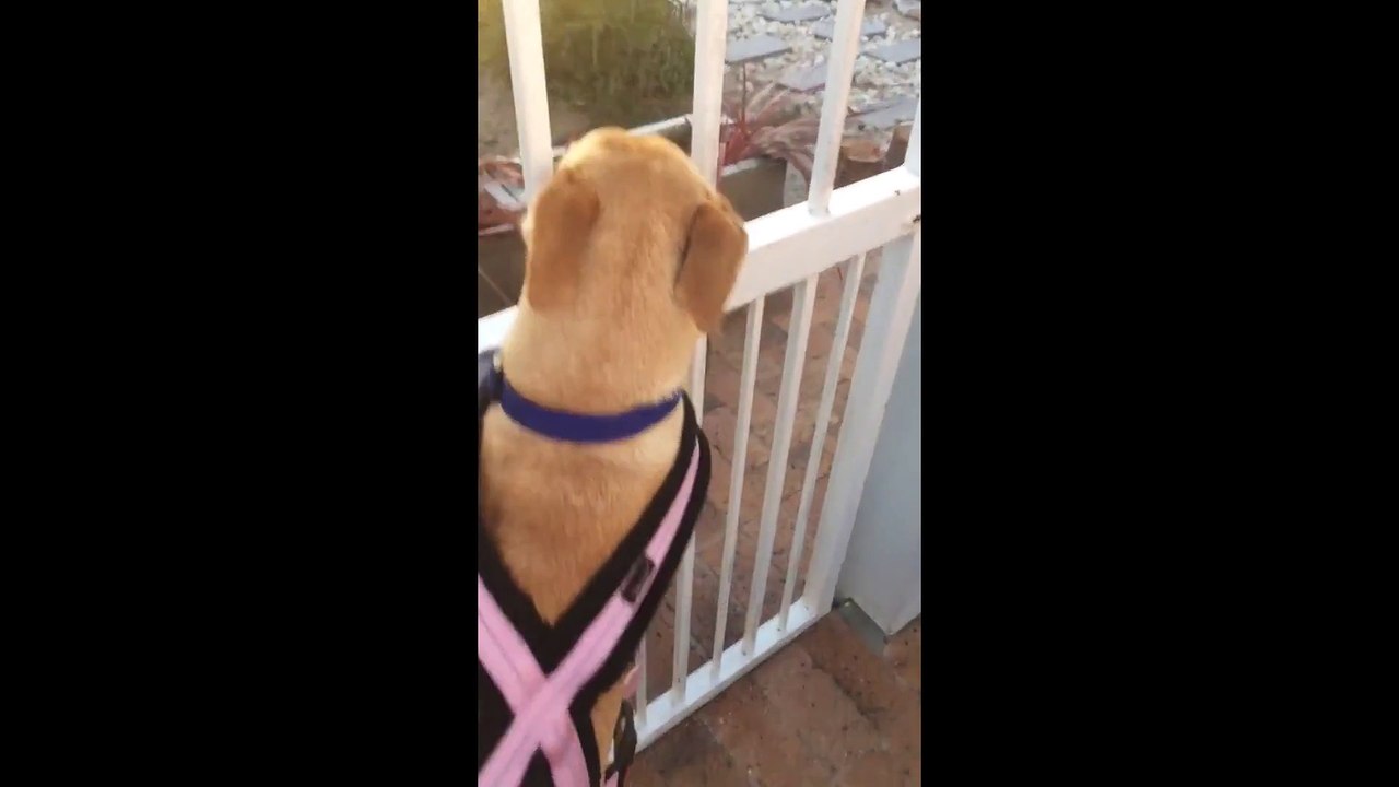 Ce chien refuse de laisser son meilleur pote... Trop mignon