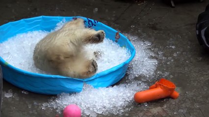 Le bonheur de cet ours polaire dans une piscine de glace est contagieux !