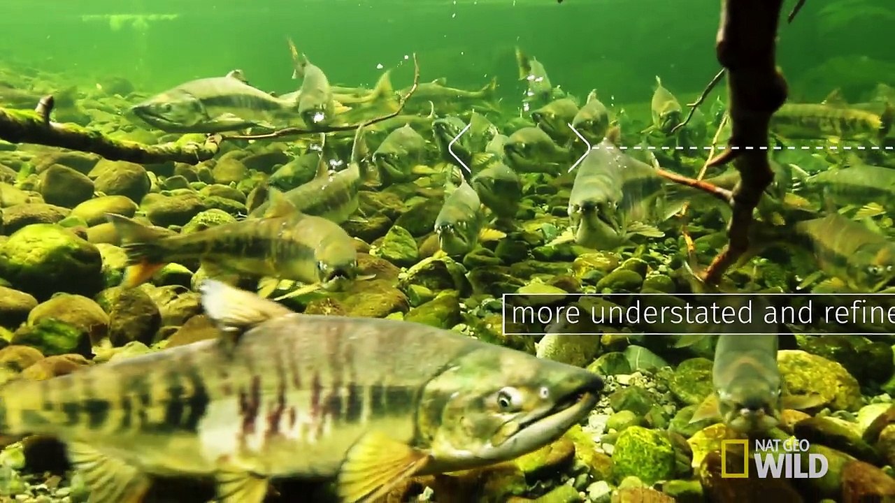 How This Forest Runs on Salmon Sex and Death (Episode 11) - wild_life with bertie gregory