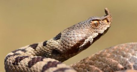Çin'de "Kaçak Kobra Yılanı" Alarmı Ortalığı Karıştırdı