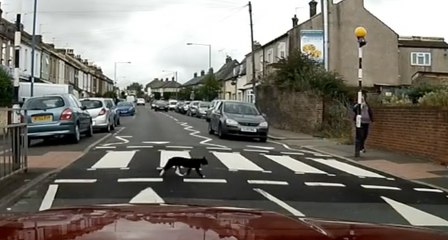 Civilisé, ce chat traverse une route en utilisant le passage piéton