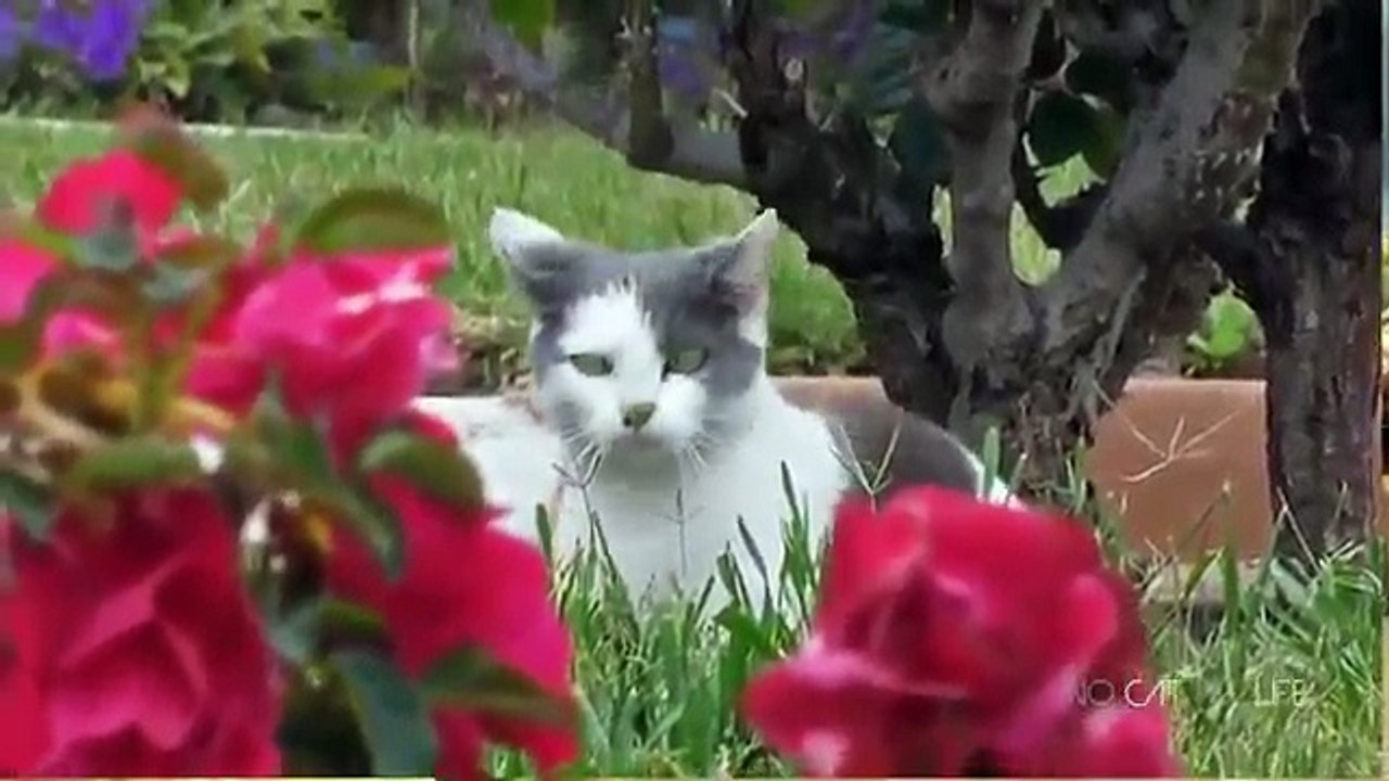 funny cats