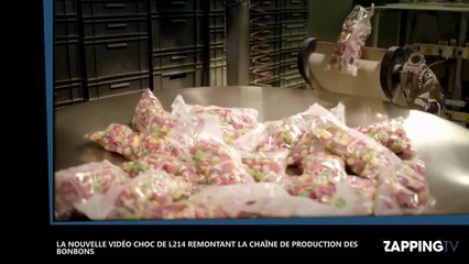 La nouvelle vidéo choc de l’association L214 remontant la chaîne de production des bonbons