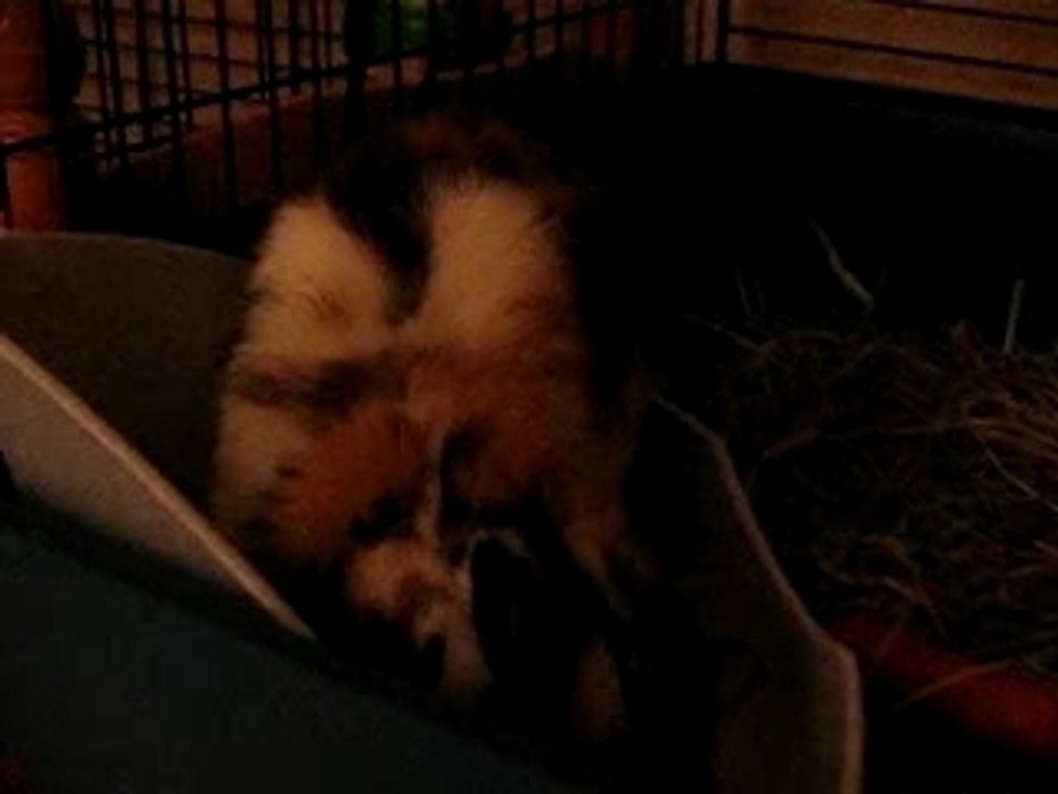 nougat dans sa cage