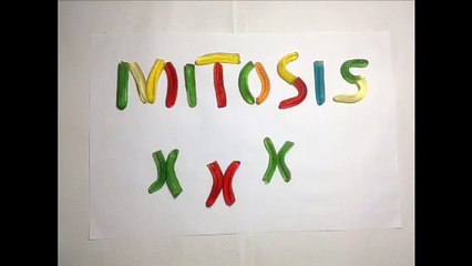 Mitosis - Stop Motion
