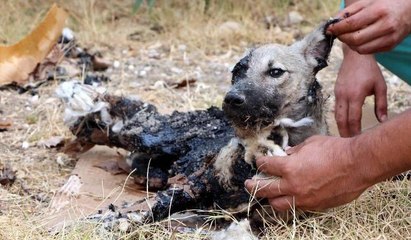 Zifte batan köpek böyle kurtarıldı