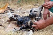 Dış Çekime Giden Gelin Damat Zifte Gömülen Yavru Köpeği Kurtardı