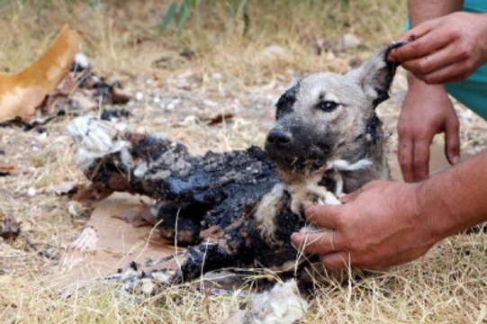 Dış Çekime Giden Gelin Damat Zifte Gömülen Yavru Köpeği Kurtardı