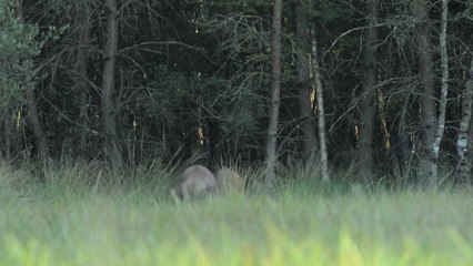 combat de cerfs ds les joncs.mov