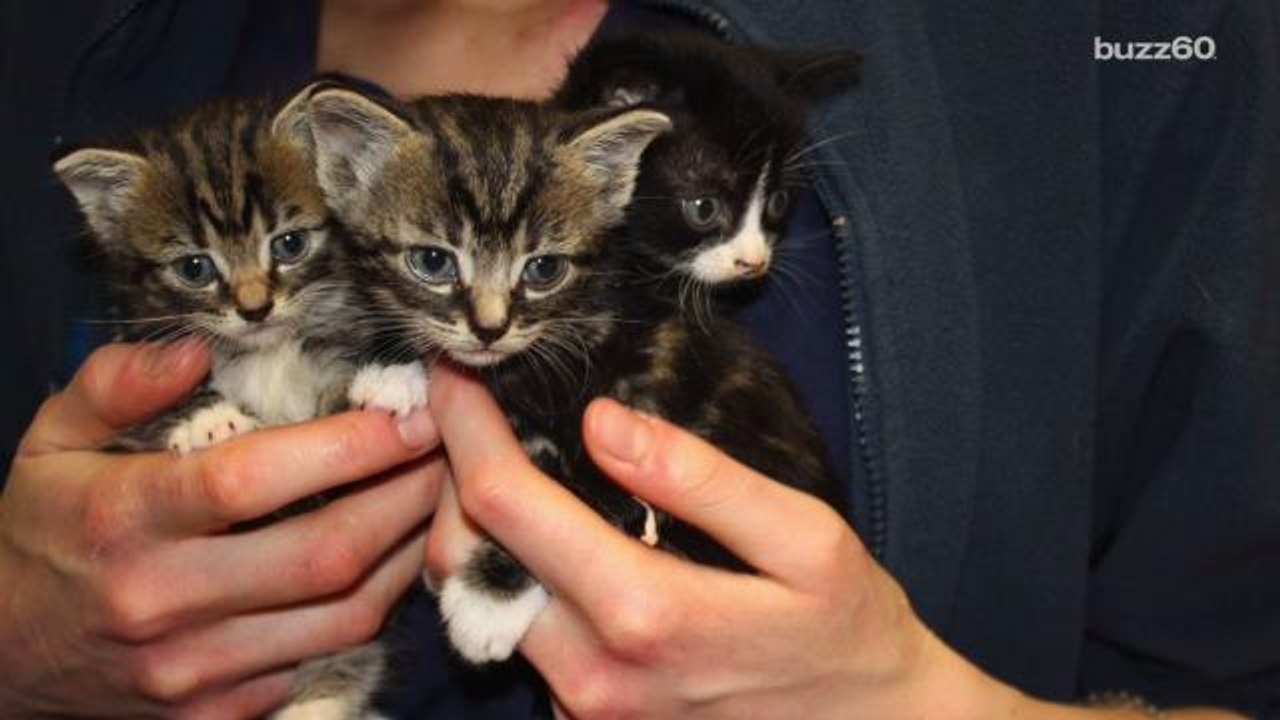 Adorable Kittens Dumped in Empty Box of Chips Given Clever Names