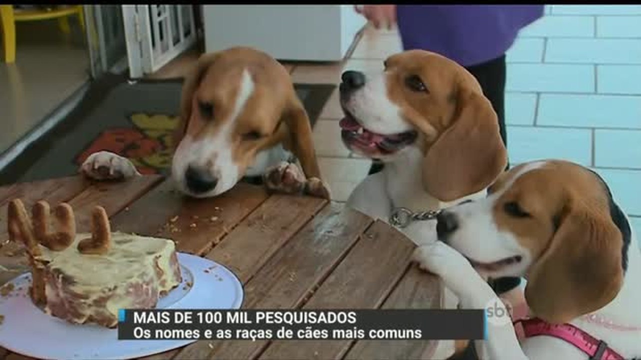 Pesquisa revela nomes e raças de cães mais comuns
