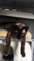 Dexter et les chatons