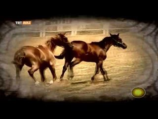 Koca Yusuf,  Deniz Aygırı Bir Tay Bulunca - Köroğlu - TRT Avaz