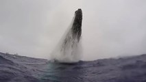 Une baleine à bosse saute sous ses yeux
