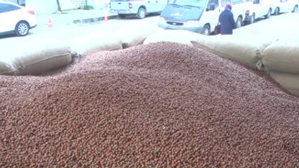 Fındık Fiyatı 11 Liraya Düştü