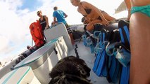 Magical Dog and Dolphin encounter in the pristine waters of Ponta do Ouro in Mozambique