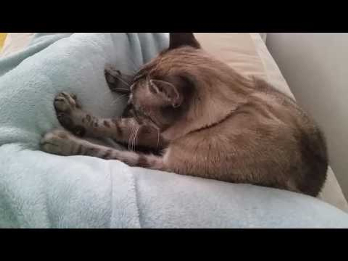 ⁣Generous Cat Gives Owner a Massage After a Long Day at Work