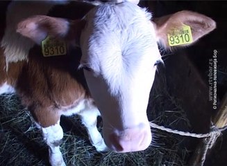 Vakcinacija  teladi protiv nodularnog dermatitisa, 12. oktobar 2016. (RTV Bor)