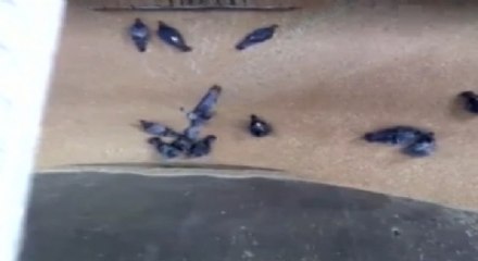 Zavallı Güvercinler Buğday Öğütücüsüne Düştü