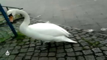 Ej aldah krass Schwäne annah Busse ej xDD krass lol