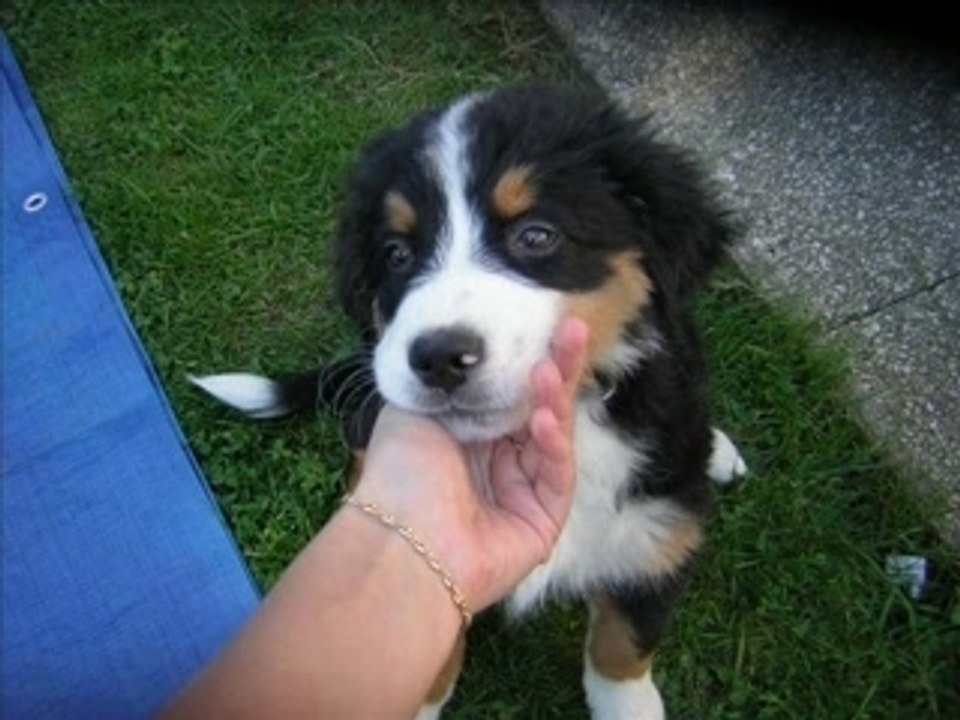 Diapo maya notre bébé bouvier bernois!