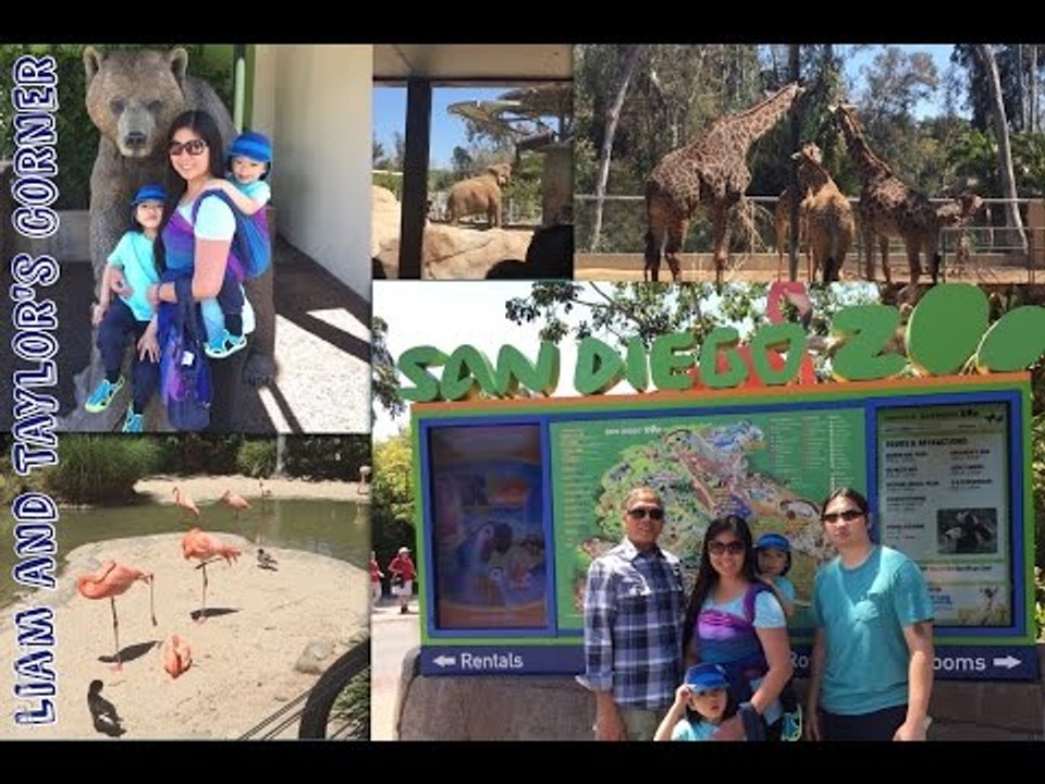 Flamingo Peacock Elephant Giraffe Zebra at San Diego Zoo (part 1) | Liam and Taylor's Corner