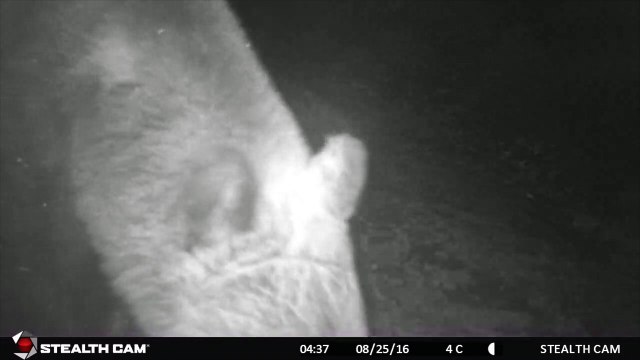 Ours Marsican - Abruzzes 2016