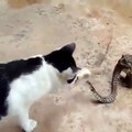 Kedi ile yılan snakes and cats. les serpents et les chats. cobras e gatos.