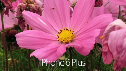 Nexus 6 vs iPhone 6 Plus