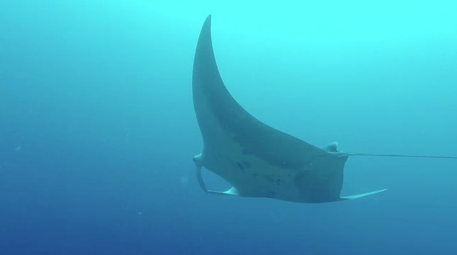 Scuba Diving Encounters: Mantas at Shadow Reef in Raja Ampat